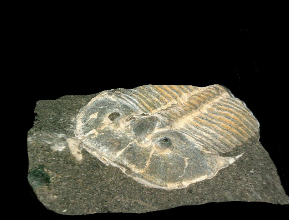 Marocco/ Incredibile scoperta risalente a 515 milioni di anni fa: forma tridimensionale di fossili di trilobiti