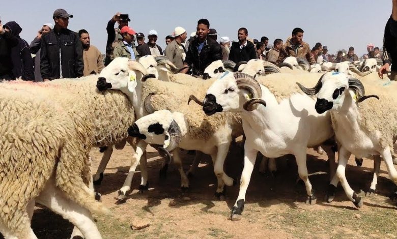 I marocchini ricevono la decisione di annullare il sacrificio di Eid Al -adha con grande soddisfazione