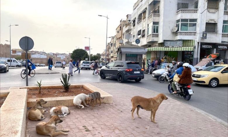 Una campagna per eliminare i cani randagi in Marocco. Un funzionario rivela la verità