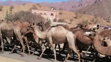 I pastori nomadi minacciano le fattorie della periferia di Agadir e i residenti richiedono un intervento urgente