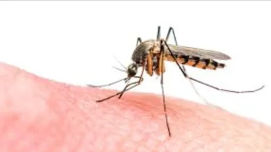 Le zanzare invadono al -hoceima nel mezzo del silenzio delle autorità competenti