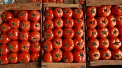 Un boom di esportazioni di pomodori marocchini in Norvegia