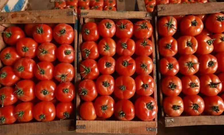 Un boom di esportazioni di pomodori marocchini in Norvegia